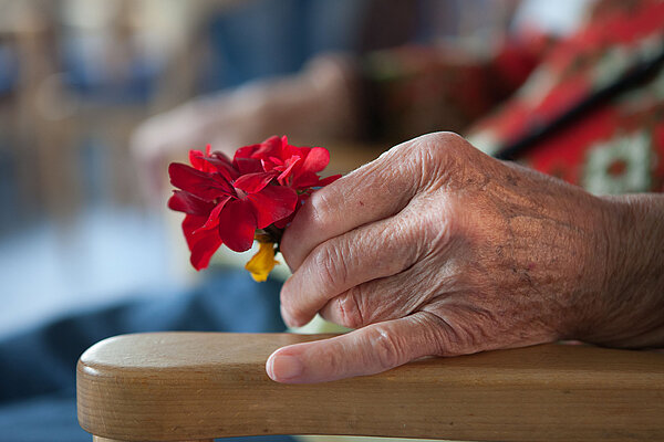 Das Foto zeift die Nahaufnahme die auf einer Stuhllehne ruhende Hand einer Seniorin, die eine rote Blume festhält.