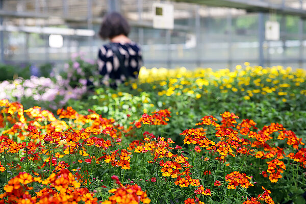 Zu sehen ist ein orange-grünes Blütenmeer im Inneren eines Gewächshauses, im Hintergrund ist unscharf eine weibliche Person mit schwarz-weißer Bluse zu sehen.